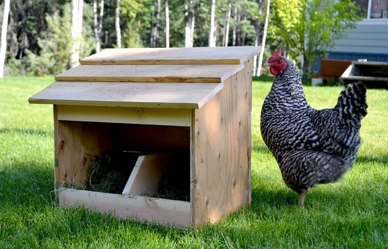 Free Range Nesting Box – Single woodworking plan
