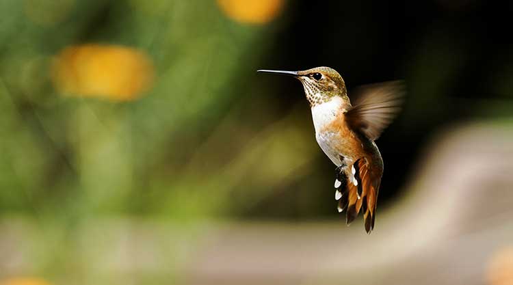Hummingbird Feeder - Image 1